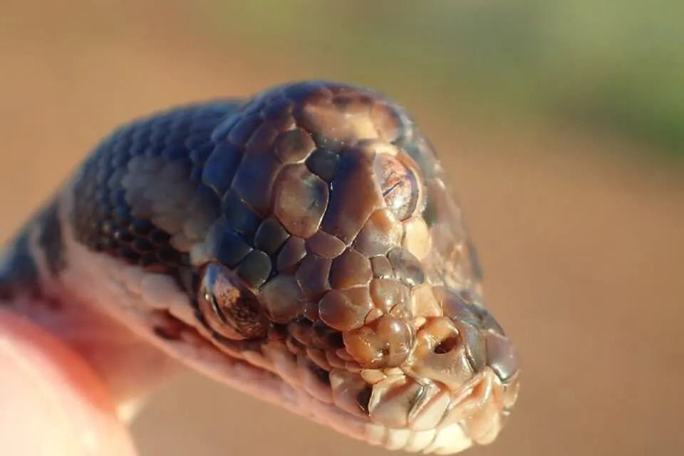 Serpent à 3 yeux – Rue de l’info
