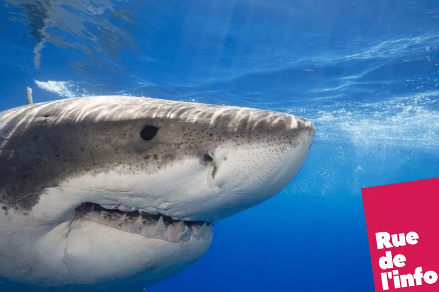 Un grand requin blanc dans la Méditerranée