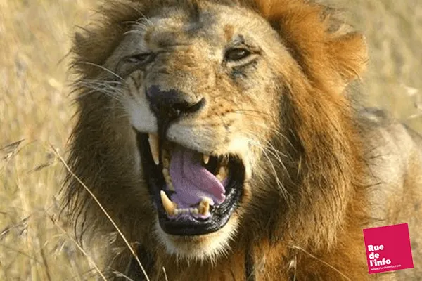 Un lion courageux ne recule pas face à 2 opposants.