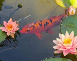 https://assets.ruedelinfo.com/thumbnails/53/5310434a80e309fa10f34eb022adadb7ca6c6ecc/poisson-rouge-etang-320x254-1-original.webp