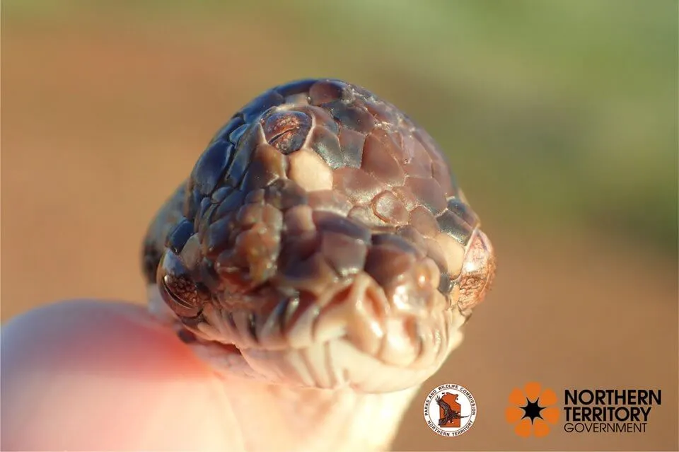 Serpent à 3 yeux en Australie – Rue de l’info