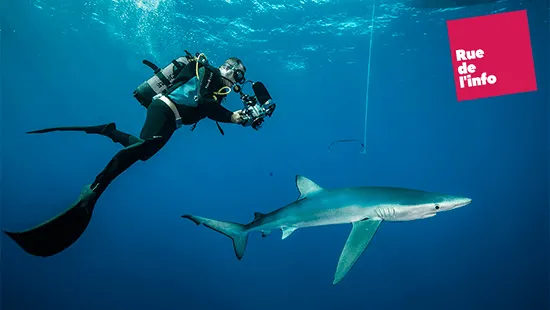 Un requin bleu à Sète (Hérault) dans le port de plaisance