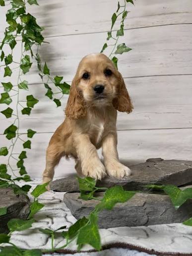 Jusqu'à 1 500 euros d'amende pour les animaleries qui vendent encore des chats et chiens